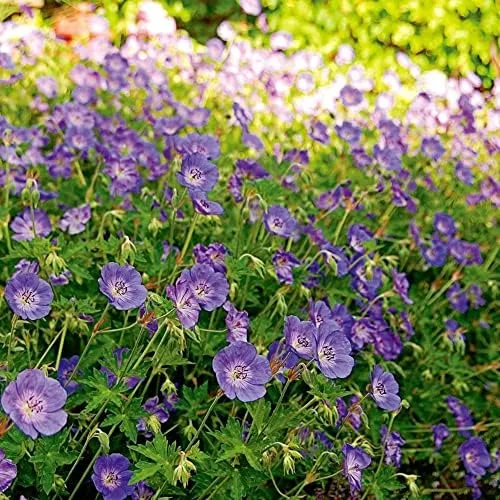 Perennial Flower Seeds Long Blooming Ground Cover, 55 Pcs, Attracts Bees & Butterflies, Low Maintenance - Image 6