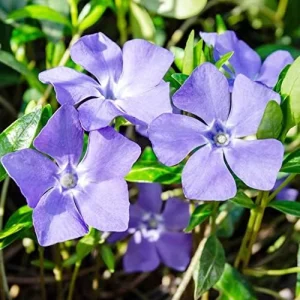 Periwinkle Flower Seeds 40Pcs - Low-Growing Evergreen Perennial Ground Cover for Borders, Drought Tolerant, Attracts Butterflies