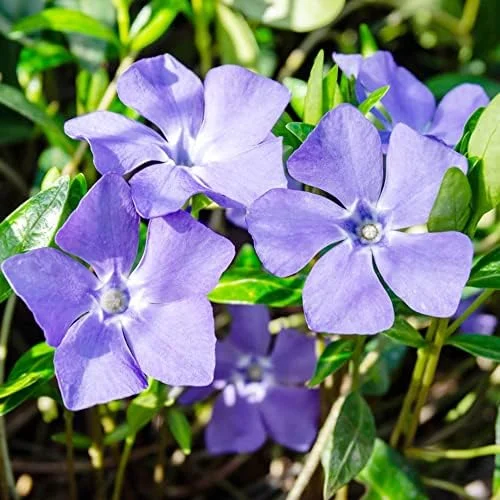 Periwinkle Flower Seeds 40Pcs - Low-Growing Evergreen Perennial Ground Cover for Borders, Drought Tolerant, Attracts Butterflies