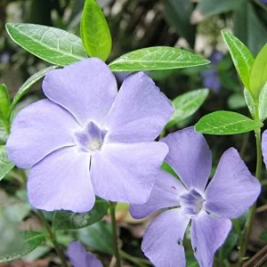 Alternative view of Periwinkle Flower Seeds 40Pcs - Low-Growing Evergreen Perennial Ground Cover for Borders, Drought Tolerant, Attracts Butterflies
