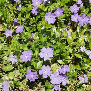 Periwinkle Flower Seeds 40Pcs - Low-Growing Evergreen Perennial Ground Cover for Borders, Drought Tolerant, Attracts Butterflies - Image 3