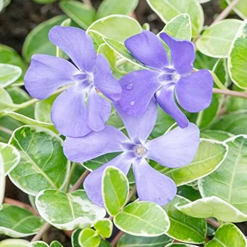 Periwinkle Flower Seeds 40Pcs - Low-Growing Evergreen Perennial Ground Cover for Borders, Drought Tolerant, Attracts Butterflies - Image 4