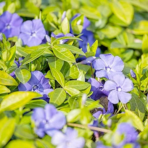 Periwinkle Flower Seeds 40Pcs - Low-Growing Evergreen Perennial Ground Cover for Borders, Drought Tolerant, Attracts Butterflies - Image 5