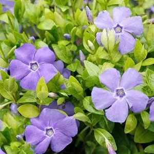 Periwinkle Flower Seeds 40Pcs - Low-Growing Evergreen Perennial Ground Cover for Borders, Drought Tolerant, Attracts Butterflies - Image 6