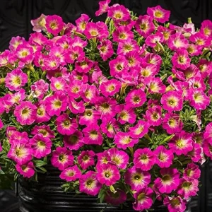 Petunia Seeds Showy Flowers Drought Tolerant Attract Hummingbirds for Hanging Baskets & Beds Outdoor 50Pcs Pink