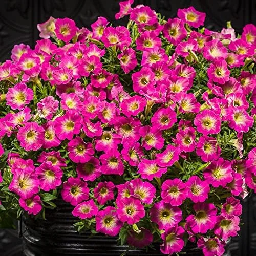 Petunia Seeds Showy Flowers Drought Tolerant Attract Hummingbirds for Hanging Baskets & Beds Outdoor 50Pcs Pink