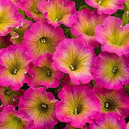 Petunia Seeds Showy Flowers Drought Tolerant Attract Hummingbirds for Hanging Baskets & Beds Outdoor 50Pcs Pink - Image 2