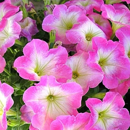 Petunia Seeds Showy Flowers Drought Tolerant Attract Hummingbirds for Hanging Baskets & Beds Outdoor 50Pcs Pink - Image 3