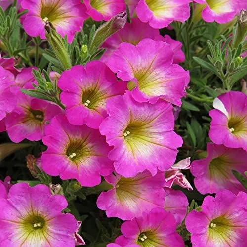 Petunia Seeds Showy Flowers Drought Tolerant Attract Hummingbirds for Hanging Baskets & Beds Outdoor 50Pcs Pink - Image 4