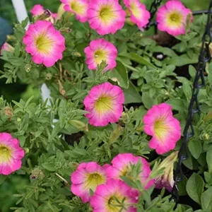 Petunia Seeds Showy Flowers Drought Tolerant Attract Hummingbirds for Hanging Baskets & Beds Outdoor 50Pcs Pink - Image 5