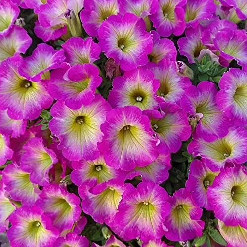 Petunia Seeds Showy Flowers Drought Tolerant Attract Hummingbirds for Hanging Baskets & Beds Outdoor 50Pcs Pink - Image 6