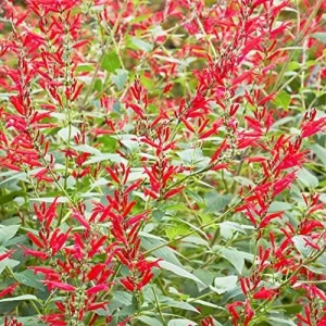 Pineapple Sage Seeds Salvia Elegans Perennial Annual Edible Fragrant Flowers Attracts Hummingbirds 10 Pcs