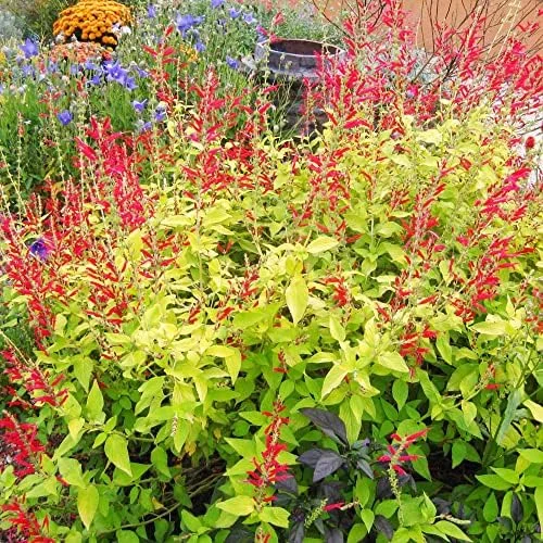 Pineapple Sage Seeds Salvia Elegans Perennial Annual Edible Fragrant Flowers Attracts Hummingbirds 10 Pcs - Image 2