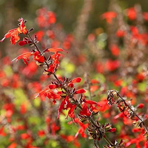 Pineapple Sage Seeds Salvia Elegans Perennial Annual Edible Fragrant Flowers Attracts Hummingbirds 10 Pcs - Image 3