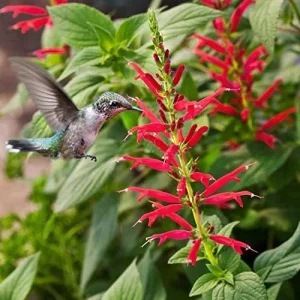 Pineapple Sage Seeds Salvia Elegans Perennial Annual Edible Fragrant Flowers Attracts Hummingbirds 10 Pcs - Image 4