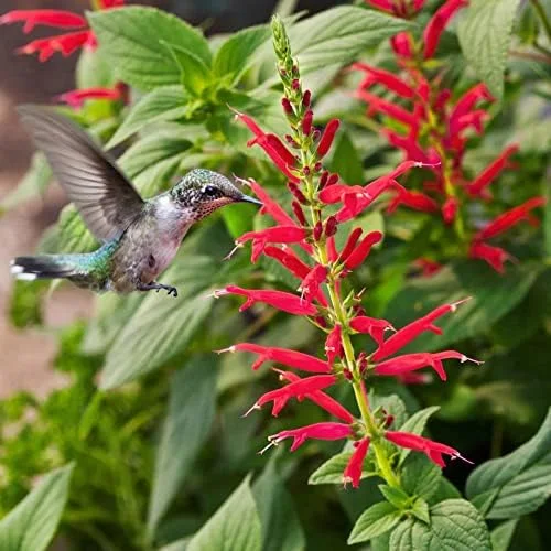 Pineapple Sage Seeds Salvia Elegans Perennial Annual Edible Fragrant Flowers Attracts Hummingbirds 10 Pcs - Image 4
