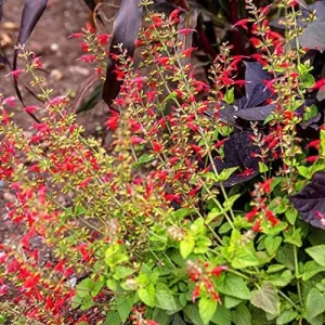 Pineapple Sage Seeds Salvia Elegans Perennial Annual Edible Fragrant Flowers Attracts Hummingbirds 10 Pcs - Image 5