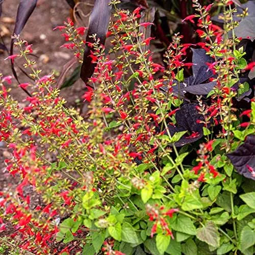 Pineapple Sage Seeds Salvia Elegans Perennial Annual Edible Fragrant Flowers Attracts Hummingbirds 10 Pcs - Image 5