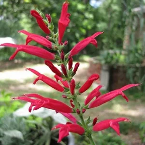 Pineapple Sage Seeds Salvia Elegans Perennial Annual Edible Fragrant Flowers Attracts Hummingbirds 10 Pcs - Image 6