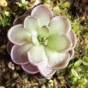 Alternative view of Pinguicula Cyclosecta Seeds Mexican Butterworts Tropical Carnivorous Plant Green 25 Pcs
