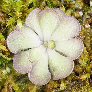 Pinguicula Cyclosecta Seeds Mexican Butterworts Tropical Carnivorous Plant Green 25 Pcs - Image 3