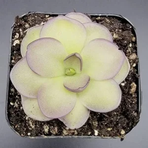 Pinguicula Cyclosecta Seeds Mexican Butterworts Tropical Carnivorous Plant Green 25 Pcs - Image 4