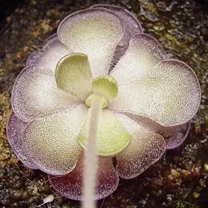 Pinguicula Cyclosecta Seeds Mexican Butterworts Tropical Carnivorous Plant Green 25 Pcs - Image 5