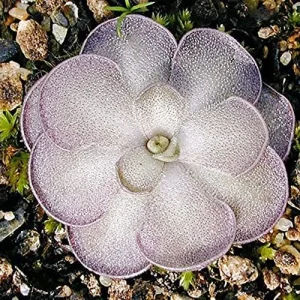 Pinguicula Cyclosecta Seeds Mexican Butterworts Tropical Carnivorous Plant Green 25 Pcs - Image 6
