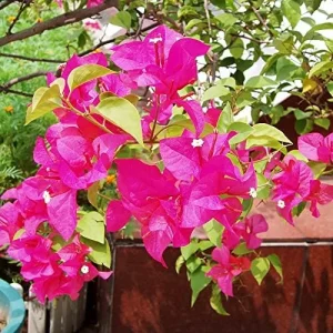 Pink Bougainvillea Seeds - 105 Pcs Perennial Shrub, Showy Evergreen, Deer & Drought Tolerant - Attracts Birds & Hummingbirds