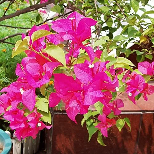 Pink Bougainvillea Seeds - 105 Pcs Perennial Shrub, Showy Evergreen, Deer & Drought Tolerant - Attracts Birds & Hummingbirds