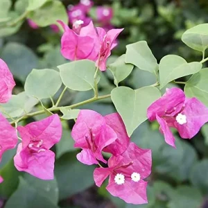 Alternative view of Pink Bougainvillea Seeds - 105 Pcs Perennial Shrub, Showy Evergreen, Deer & Drought Tolerant - Attracts Birds & Hummingbirds