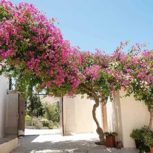 Pink Bougainvillea Seeds - 105 Pcs Perennial Shrub, Showy Evergreen, Deer & Drought Tolerant - Attracts Birds & Hummingbirds - Image 3