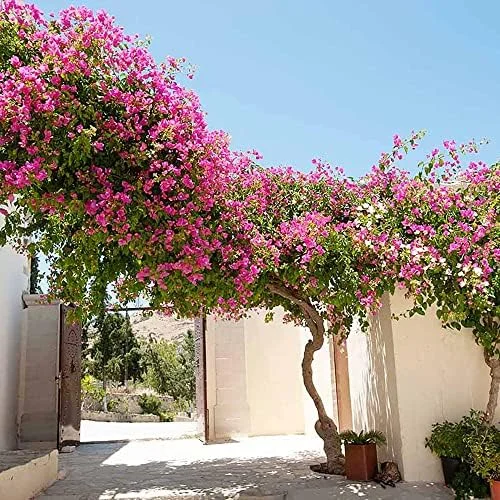 Pink Bougainvillea Seeds - 105 Pcs Perennial Shrub, Showy Evergreen, Deer & Drought Tolerant - Attracts Birds & Hummingbirds - Image 3