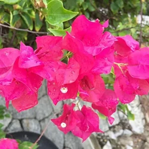 Pink Bougainvillea Seeds - 105 Pcs Perennial Shrub, Showy Evergreen, Deer & Drought Tolerant - Attracts Birds & Hummingbirds - Image 4
