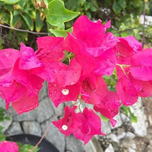 Pink Bougainvillea Seeds - 105 Pcs Perennial Shrub, Showy Evergreen, Deer & Drought Tolerant - Attracts Birds & Hummingbirds - Image 4