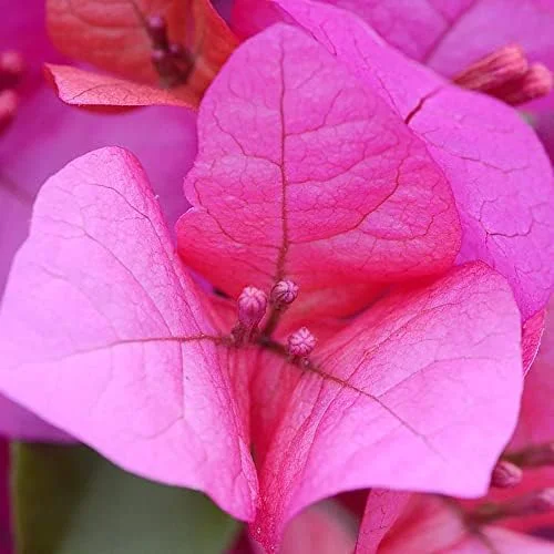 Pink Bougainvillea Seeds - 105 Pcs Perennial Shrub, Showy Evergreen, Deer & Drought Tolerant - Attracts Birds & Hummingbirds - Image 5