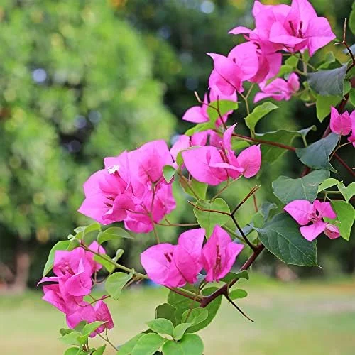Pink Bougainvillea Seeds - 105 Pcs Perennial Shrub, Showy Evergreen, Deer & Drought Tolerant - Attracts Birds & Hummingbirds - Image 6