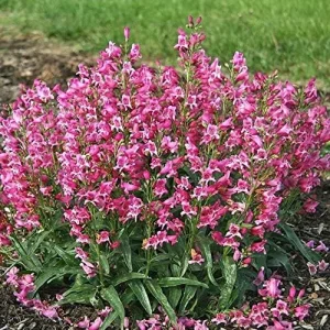 Alternative view of Pink Penstemon Seeds - Herbaceous Perennial Flowers for Borders - Attracts Butterflies & Hummingbirds - Outdoor Garden Plant Seeds - 30 Pcs