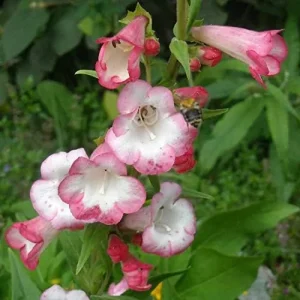 Pink Penstemon Seeds - Herbaceous Perennial Flowers for Borders - Attracts Butterflies & Hummingbirds - Outdoor Garden Plant Seeds - 30 Pcs - Image 3