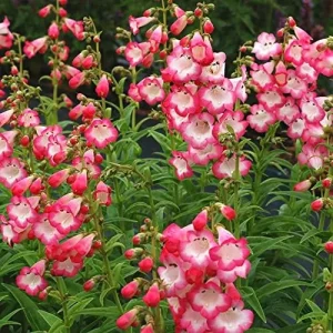 Pink Penstemon Seeds - Herbaceous Perennial Flowers for Borders - Attracts Butterflies & Hummingbirds - Outdoor Garden Plant Seeds - 30 Pcs - Image 4