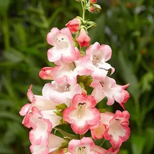 Pink Penstemon Seeds - Herbaceous Perennial Flowers for Borders - Attracts Butterflies & Hummingbirds - Outdoor Garden Plant Seeds - 30 Pcs - Image 5
