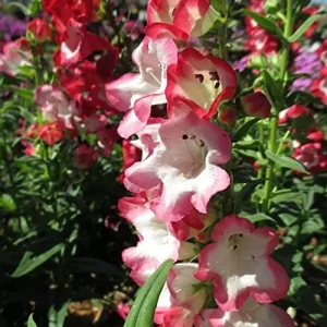 Pink Penstemon Seeds - Herbaceous Perennial Flowers for Borders - Attracts Butterflies & Hummingbirds - Outdoor Garden Plant Seeds - 30 Pcs - Image 6