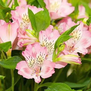 Pink Peruvian Lily Seeds Perennial, 10 Pcs, Outdoor Flower Seeds, Attracts Butterflies, Deer Resistant, Cut Flowers for Gardens & Containers