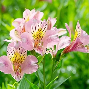 Alternative view of Pink Peruvian Lily Seeds Perennial, 10 Pcs, Outdoor Flower Seeds, Attracts Butterflies, Deer Resistant, Cut Flowers for Gardens & Containers