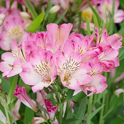 Pink Peruvian Lily Seeds Perennial, 10 Pcs, Outdoor Flower Seeds, Attracts Butterflies, Deer Resistant, Cut Flowers for Gardens & Containers - Image 3