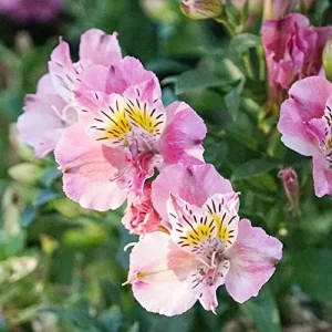Pink Peruvian Lily Seeds Perennial, 10 Pcs, Outdoor Flower Seeds, Attracts Butterflies, Deer Resistant, Cut Flowers for Gardens & Containers - Image 4