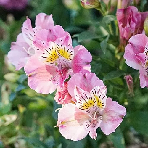 Pink Peruvian Lily Seeds Perennial, 10 Pcs, Outdoor Flower Seeds, Attracts Butterflies, Deer Resistant, Cut Flowers for Gardens & Containers - Image 4