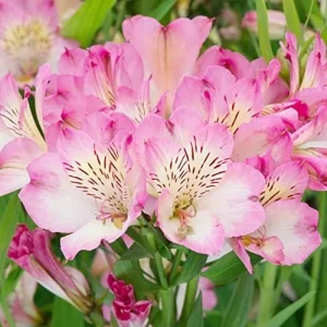 Pink Peruvian Lily Seeds Perennial, 10 Pcs, Outdoor Flower Seeds, Attracts Butterflies, Deer Resistant, Cut Flowers for Gardens & Containers - Image 5
