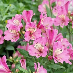 Pink Peruvian Lily Seeds Perennial, 10 Pcs, Outdoor Flower Seeds, Attracts Butterflies, Deer Resistant, Cut Flowers for Gardens & Containers - Image 6