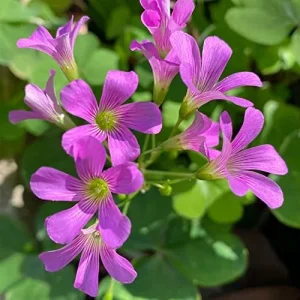 Alternative view of Pink Wood-Sorrel Seeds Perennial Flower 200Pcs Green Pink White Ornamental Herbaceous